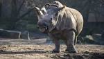  The world's last male northern white rhino is on death watch
