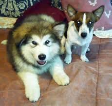 Resultado de imagen para características del alaska malamute