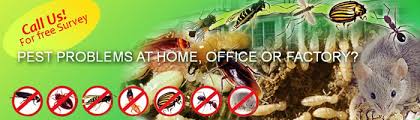 Image result for NURSERY SCHOOL PEST CONTROL