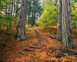 Immagine di Altopiano della Sila in autunno
