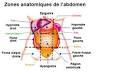 Diverticulite : mal au ventre au ct gauche, complication de la