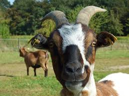 Image result for goat