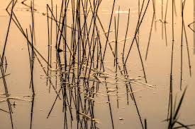 Image result for reeds