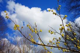 Valencia Defeats Getafe 3-0 in La Liga