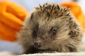 « Action hérisson » : l'association Les Piverts veut sensibiliser à la sauvegarde de l'espèce