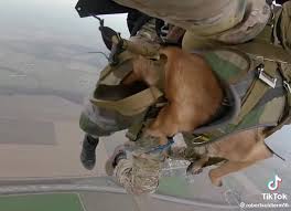 ឆ្កែលោតឆត្រយោង | Cambodia Scorpion-ខ្យាដំរីខ្មៅ | Facebook