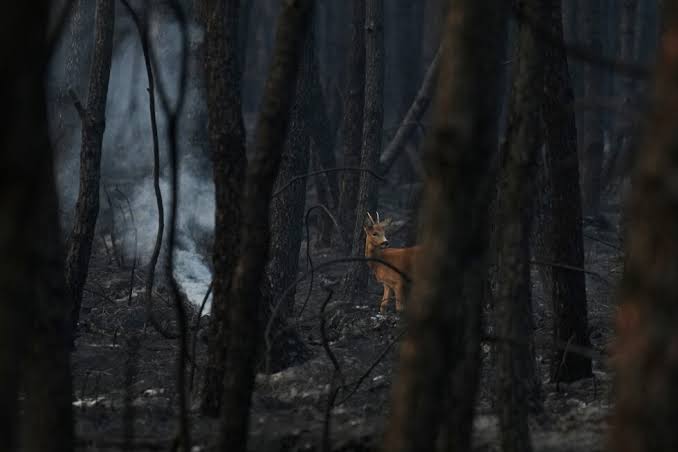 Wildfires rage in France and Spain as temperatures soar above 40°C; Gironde prefect warns, 'The situation remains complicated.'