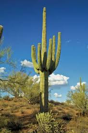 Image result for saguaro cactus