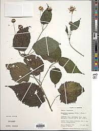 Image result for Lipotriche marlothiana