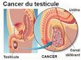 Testicule Wiktionnaire