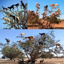 Image result for goat tree