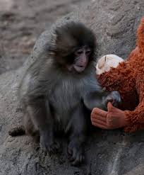 Punch, the baby Japanese monkey, was abandoned by his mother ...