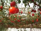 Double Bucket Upside Down Tomato