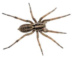Image of Wolf Spider