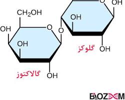 Image of ساختار مولکولی لاکتوز