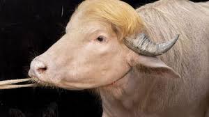buffle donald trump