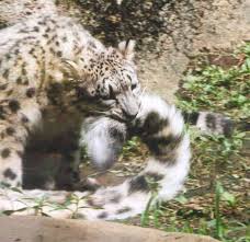 Résultat de recherche d'images pour "snow leopard biting tail"