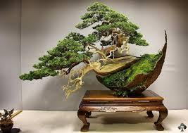 Hasil gambar untuk gambar tanaman bonsai