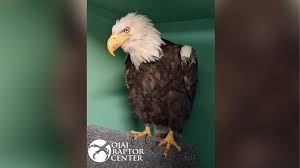 Big Bear bald eagle Jackie moved from ICU to regular hospital care unit in encouraging recovery milestone
