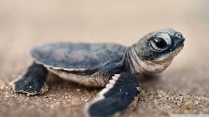 Résultat de recherche d'images pour "bébé animaux fond d'écran"