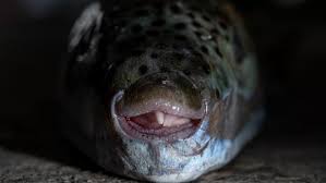 kugelfisch