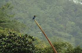 Image result for lanka forest
