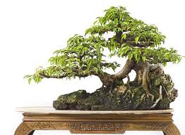 Chuyên cho thuê, mua bán cây xanh, cây kiểng để trang trí văn phòng, nhà riêng,cty.. - 10