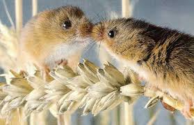 Image result for animals in love