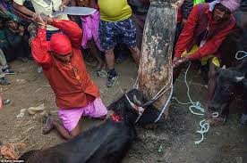 Image result for nepal buffalo kill