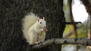 Image result for white squirrel in tree
