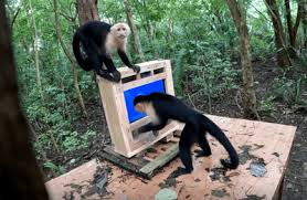 Wild Monkeys Were Introduced To An AI Computer System In The Jungle, Revealing Insights Into Their Cognitive Powers