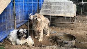 Arthur M. Blank Family Foundation Gives $2.5M Grant to Atlanta Humane Society