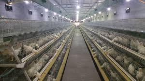 Image result for chicken cage