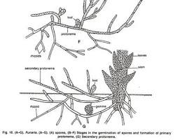 Image of Primary Protonema Multiplication in Funaria