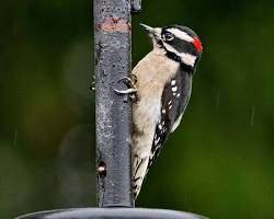 Downy Woodpecker