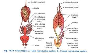 Image result for how to insert male organ into female organ