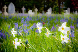Image result for beautiful graveyard