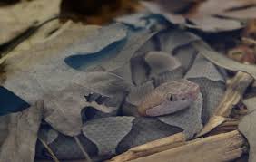 Résultat de recherche d'images pour "copperhead bites"