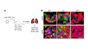 Revolutionary Tissue Regeneration Program Drives Lung Cancer Suppression - 6