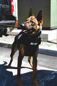 When Duty Fails: The Unforgivable Betrayal of Trust in Police Dog Deaths — A Deep Dive into Systemic Negligence