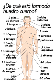 Resultado de imagen para cuerpo humano