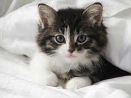 IMAGE(https://encrypted-tbn2.gstatic.com/images?q=tbn:ANd9GcQ4dIDiL3RrYartRQqkjTUR_JXueR7hXX0ZtVetbNuZfErrJa1X)