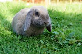 Image result for RABBIT