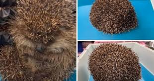Football-sized swollen hedgehog saved by Wild Hogs ...