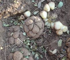 Image result for Stylochaeton puberulus