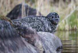 Phs566 voi olla Norppaliven uusi tähti – WWF asensi kameran uuteen paikkaan