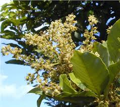 Picture of Pulasan