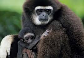 Image result for gibbon