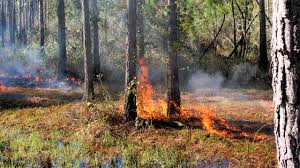 Gulf State Park Brush Fire Causes Road Closures and Evacuations