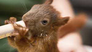 gartentier des jahres